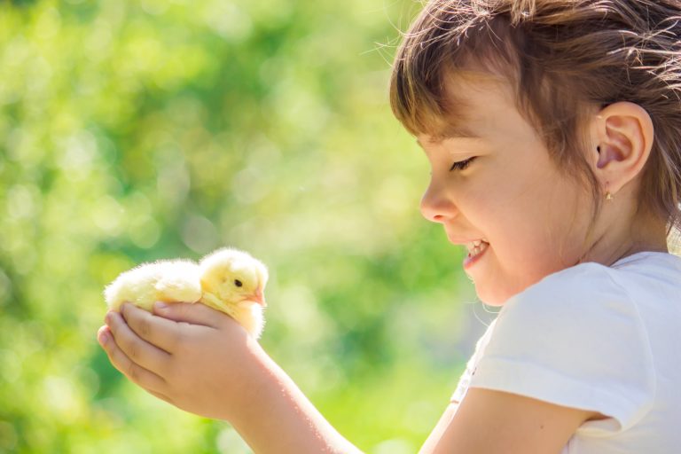 Can You Get Head Lice From Backyard Chickens?